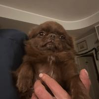 Chihuahua maschio pelo lungo