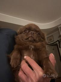 Chihuahua maschio pelo lungo