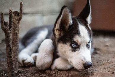 Cuccioli di Siberian Husky