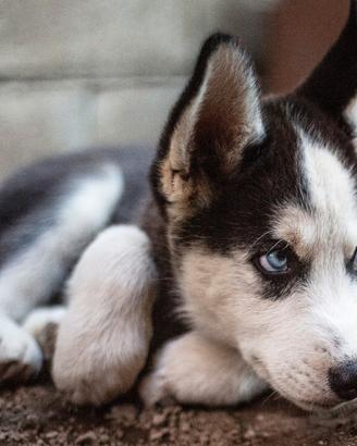 Cuccioli di Siberian Husky