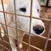 Conrad abbandonato perchè sordo