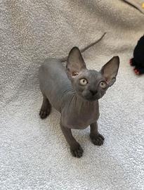 Cuccioli di Canadian Sphynx
