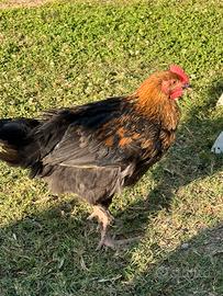 Galletto Olive egger