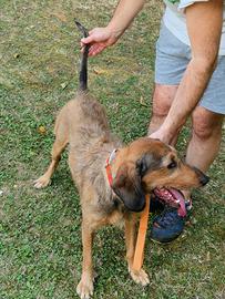 Segugio dell appennino per caccia alla lepre 