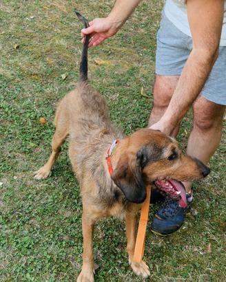 Segugio dell appennino per caccia alla lepre 