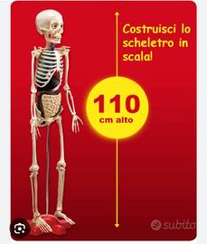 Corpo umano