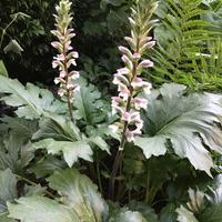 Acanthus