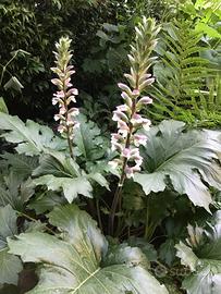 Acanthus