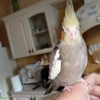 Calopsite allevati a mano