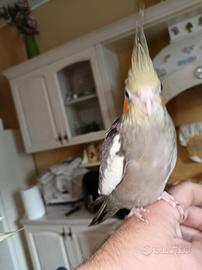 Calopsite allevati a mano