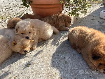 Cuccioli di Chow Chow