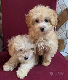 Maltipoo
