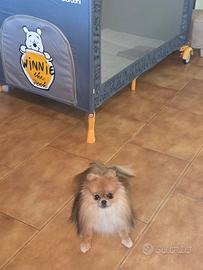Spitz pomerania