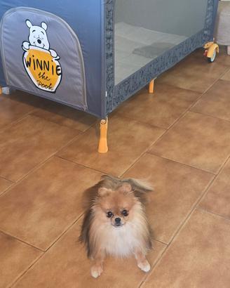 Spitz pomerania