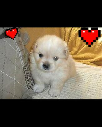 CUCCIOLO MALTIPOO TAGLIA PICCOLA 
