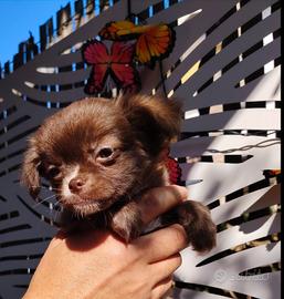 chihuahua femminuccia