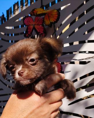 chihuahua femminuccia