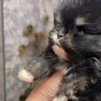 Spitz di Pomerania nano