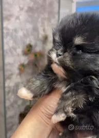 Spitz di Pomerania nano