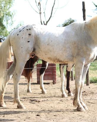 Cavalli