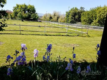 Piccolo centro equestre- maneggio
