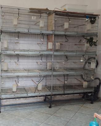 Gabbie da cova Borgovit