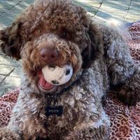 PEPE lagotto romagnolo