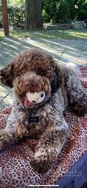 PEPE lagotto romagnolo