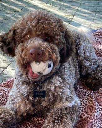 PEPE lagotto romagnolo