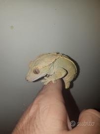 Geco Correlophus ciliatus femmina
