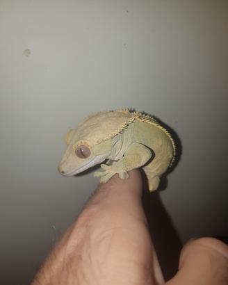 Geco Correlophus ciliatus femmina