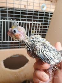 Pulli calopsite da imbecco