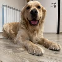 Monta Golden retriever pedigree lastre FSA A0