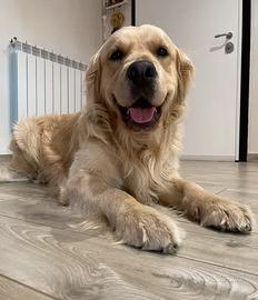 Monta Golden retriever pedigree lastre FSA A0