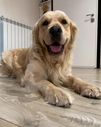 Monta Golden retriever pedigree lastre FSA A0