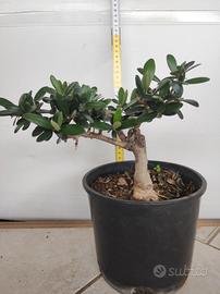 Ulivo prebonsai U25