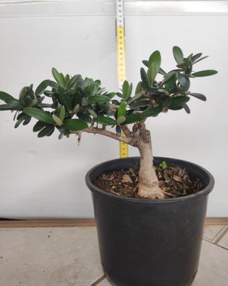Ulivo prebonsai U25