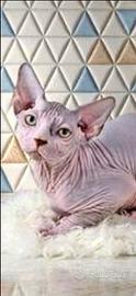 Cuccioli sphynx bicolore lilac