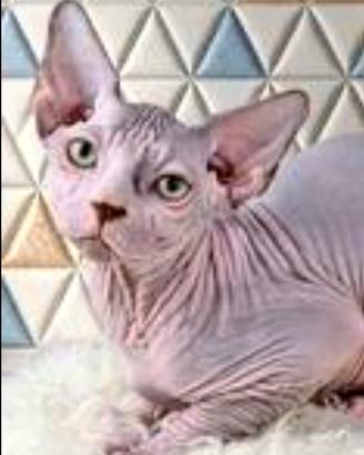 Cuccioli sphynx bicolore lilac