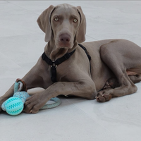 Cucciolo di Weimaraner