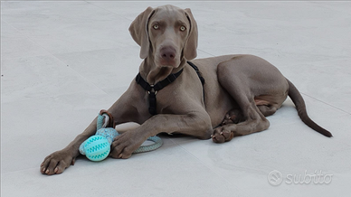 Cucciolo di Weimaraner