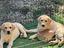 Immagine 4