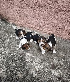 Cuccioli di beagle
