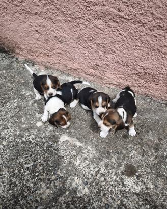 Cuccioli di beagle