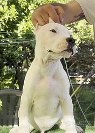 Cuccioli Dogo argentino