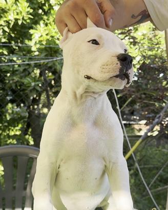Cuccioli Dogo argentino