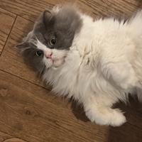 Gatto Persiano Dolcissimo