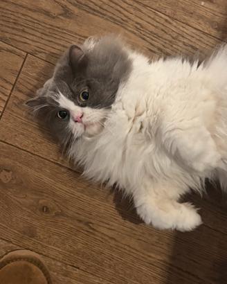 Gatto Persiano Dolcissimo