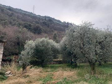 Terreno agricolo e boschivo