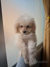 Cucciola di barboncino toy color champagne?